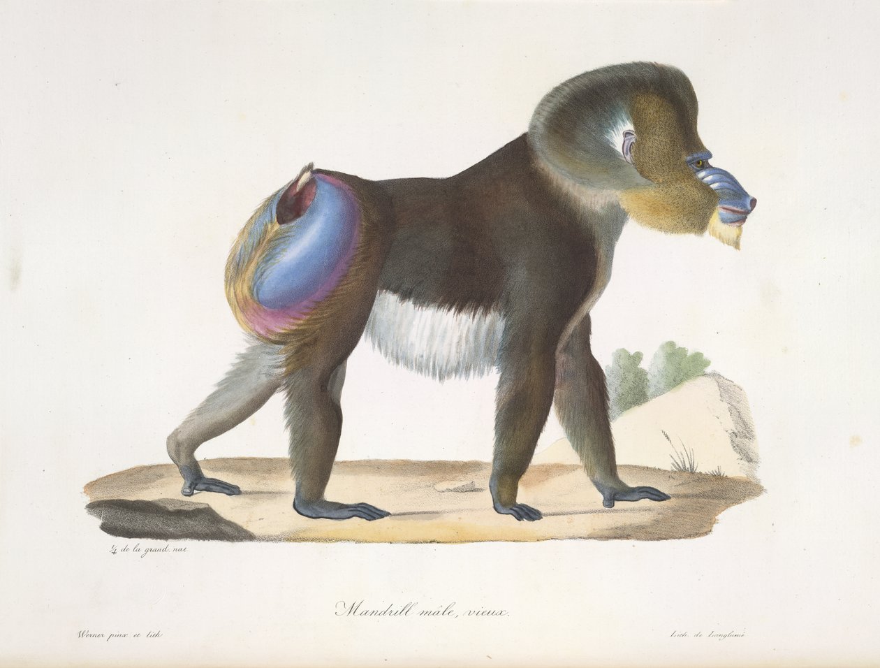 Mandril, muž, starý. Starý pavián mandrilový, z Přírodní historie savců (barva litho) od French School
