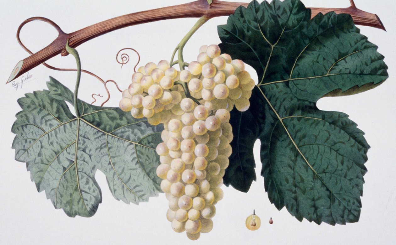 Odrůda vinné révy Marsanne (Cotes du Rhone), ampelografie od French School