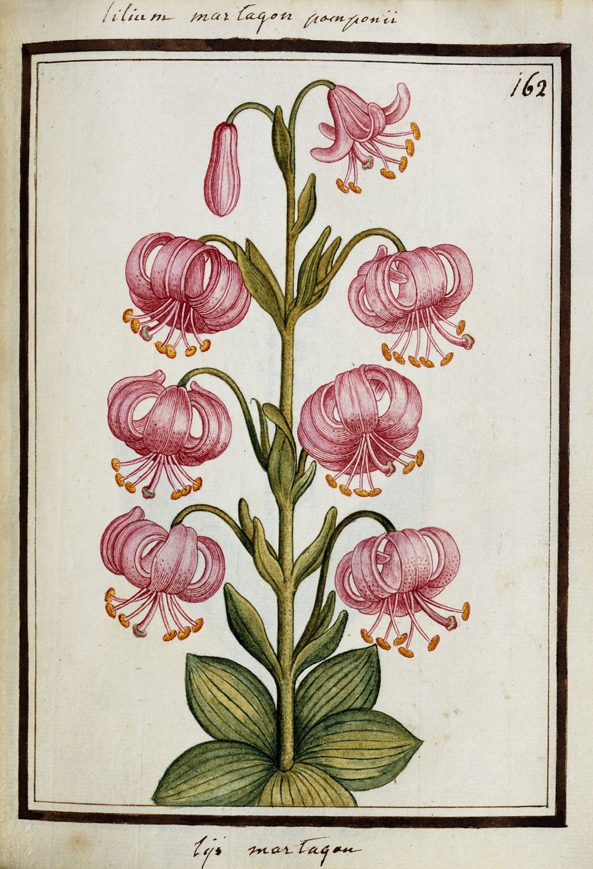Martagon Lily, kolem 1700 od French School