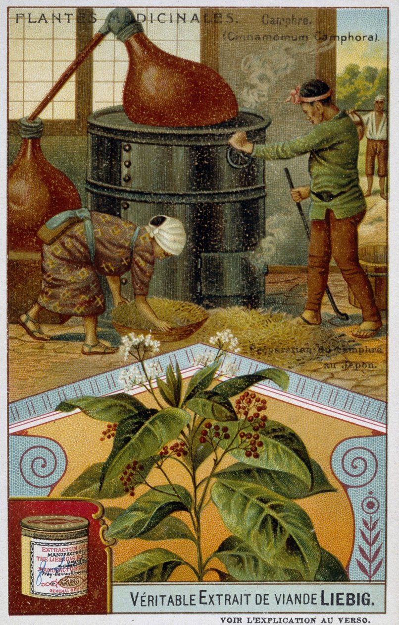 Léčivé rostliny: kafr; příprava kafru v Japonsku - Chromo Liébig, v.1900 od French School