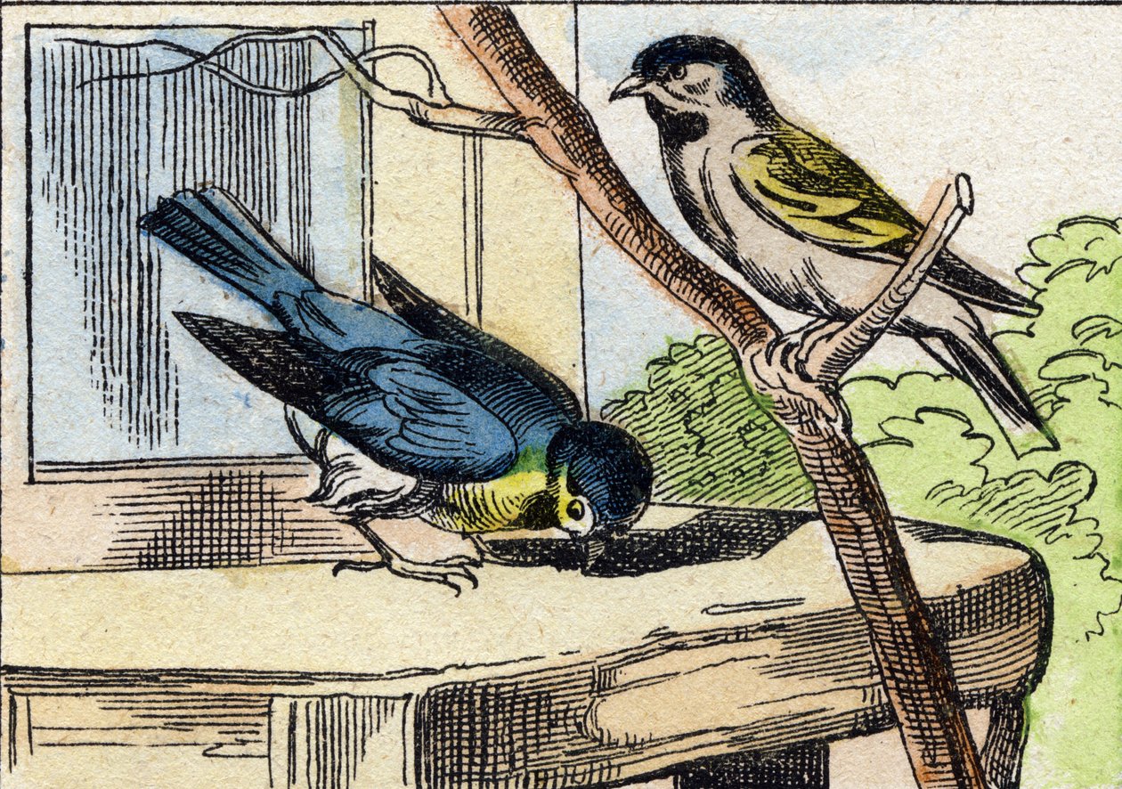 Mesange. Rytina "Buffon Alphabet des Oiseaux n 1". 3. série N 1. Zobrazování Epinalu, Epinal, konec 19. století. 16 stran. Rozměr: 28 x 21 cm od French School