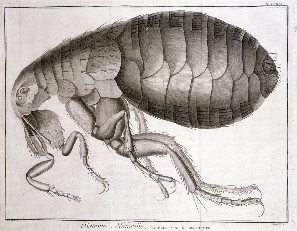 Mikroskop - v „Encyklopedii“, Diderot et d