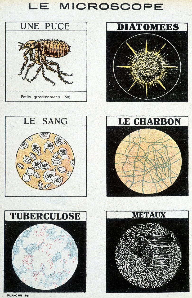 Mikroskopy: čip, rozsivky, krev, uhlí, tuberkulóza, kovy. od French School