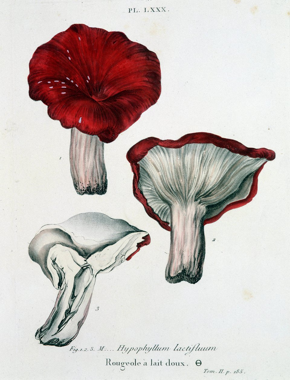 Mléčné spalničky – v „Treatise des champignons“ od Jeana Jacquese Pauleta, konec 18. století od French School