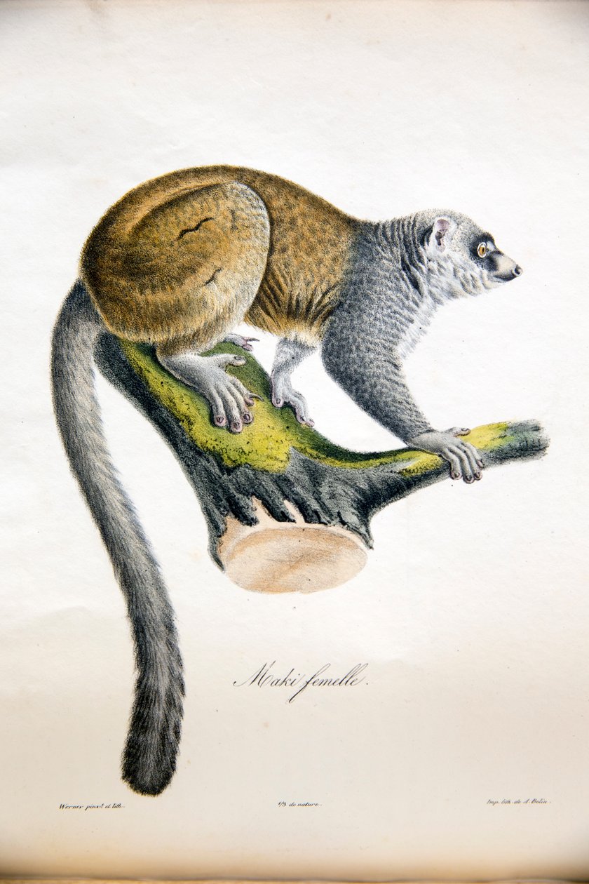 Lemur mongoose, z Histoire Naturelle des Mammifères, avec des figure originales, Étienne Geoffroy Saint-Hilaire & Frédéric Cuvier, 1824-42 od French School