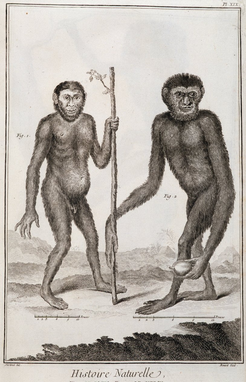 Opice Jocko a Gibbon od French School