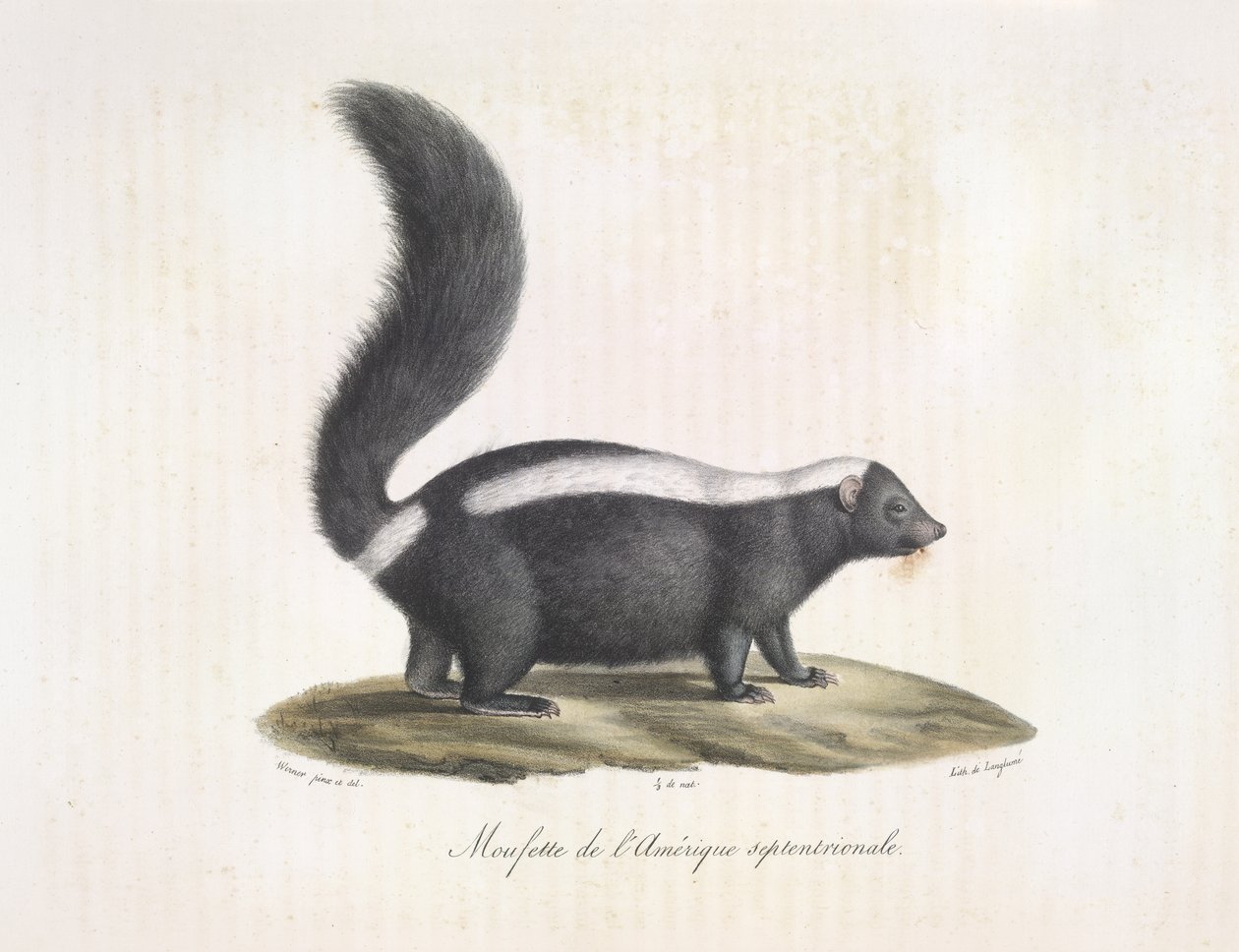 Skunk. Skunk, z přirozené historie savců (barva litho) od French School