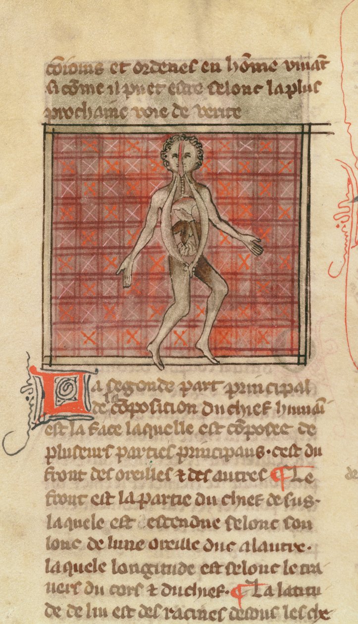 Ms 2030 fol.17 Anatomická postava, z knihy La Chirurgie de Maitre Henri de Mondeville od French School