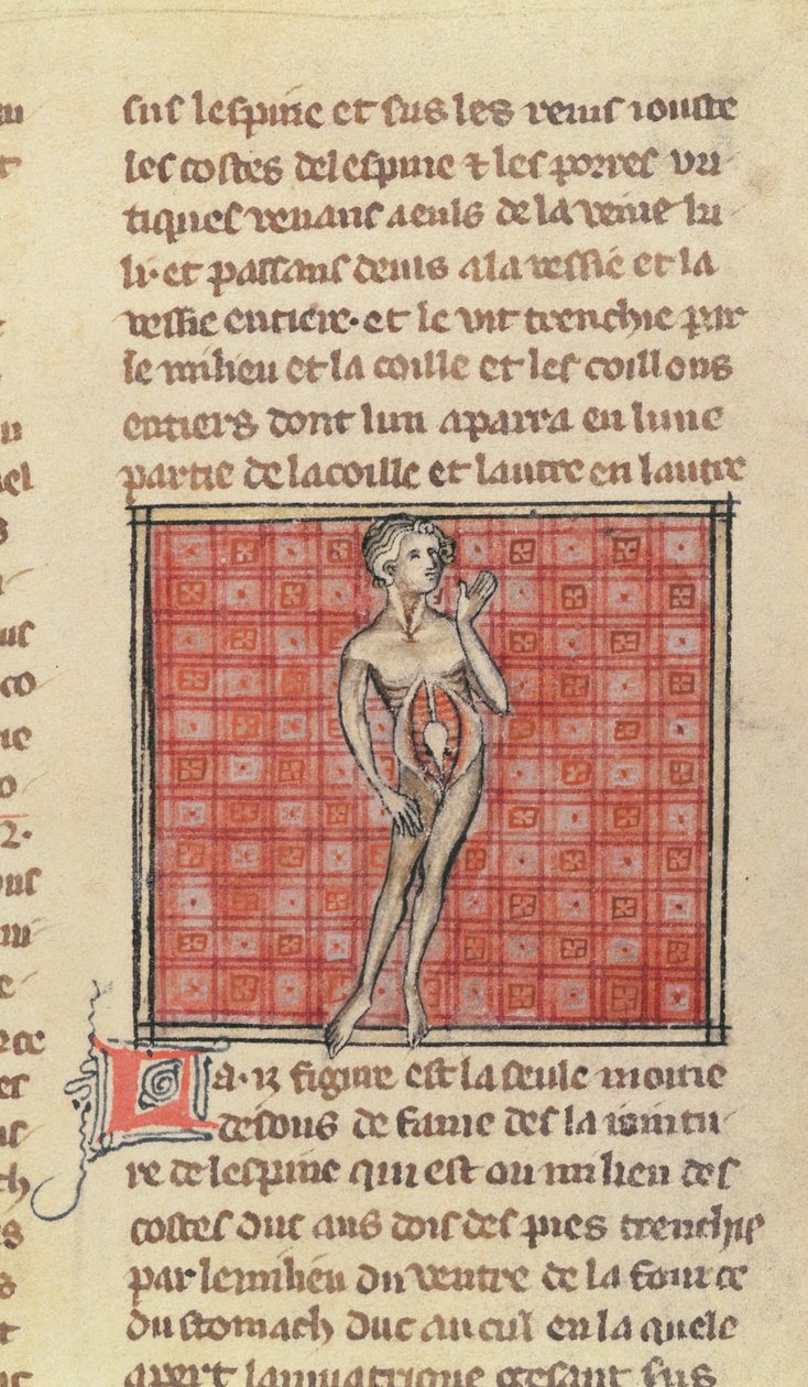 Ms 2030 fol.29 Anatomická postava, z knihy La Chirurgie de Maitre Henri de Mondeville od French School