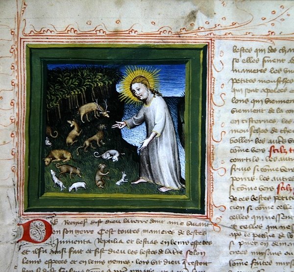 Ms 313 Creation of the Animals, z Bible des Grands Augustins od French School
