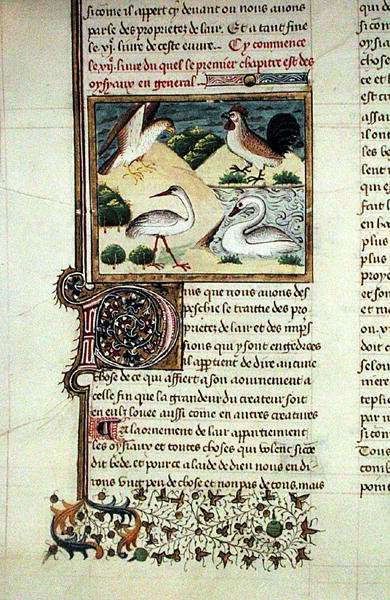 Ms 399 The Properties of Birds, z Livre des Proprietes des Choses od Barthelemyho l Anglaise od French School