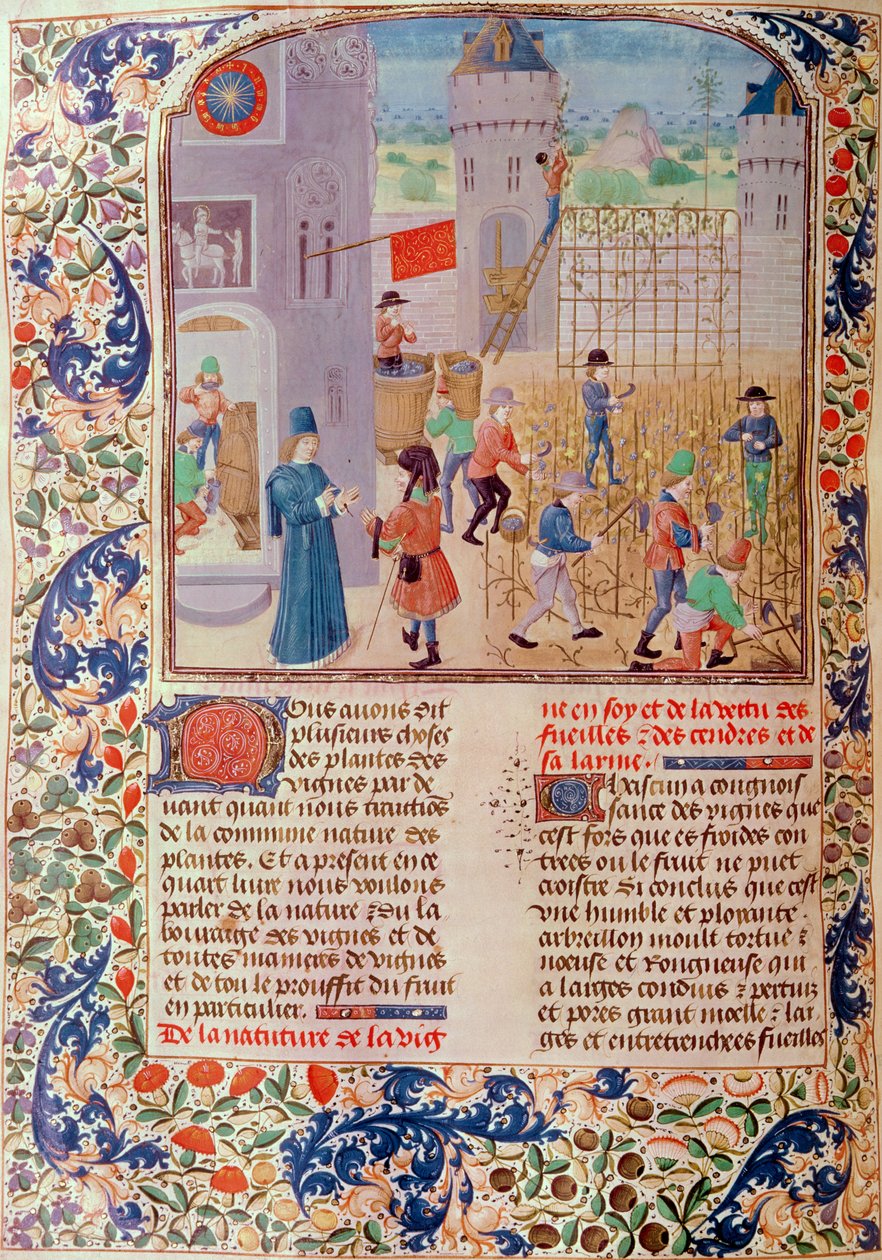 Ms 5064 fol.68v Práce na vinici, z Livre des Prouffitz Champestres od Pietra de Crescenzi (1230-1321) od French School