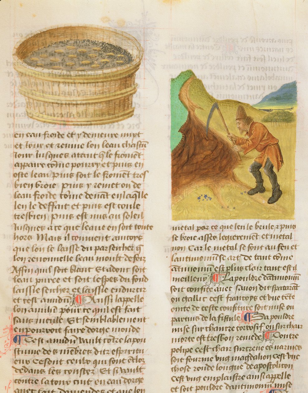 De Diversis Herbis od Dioskorida, fol.8r Semena v kádi a hledání hořcových hlíz od French School