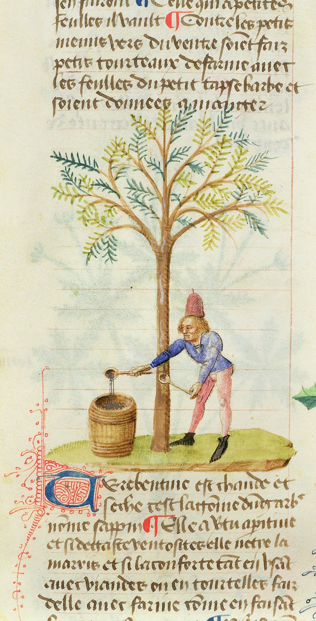 Ms Est 28 M.5.9 fol.165r Collecting Terpentine, od Grand Herbier od Pedanius Dioscorides (asi 40-90 nl) od French School