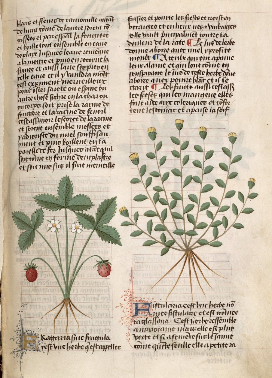 Ms Est 28 M 5,9 fol. 75r Strawberry Plant, z 