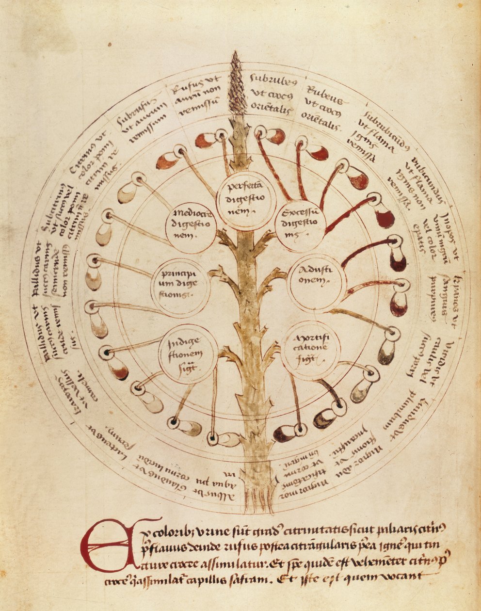 Ms Lat 11229 fol.19r Tabulka pro analýzu moči, od Petit Traite dhygiene et Medecine od French School