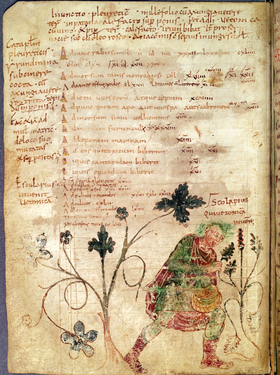 Paní Latina 6862 fol.18v Aesculapius objevující betony, z rukopisu Antonia Musy (63 př.nl-14 n.l.) od French School