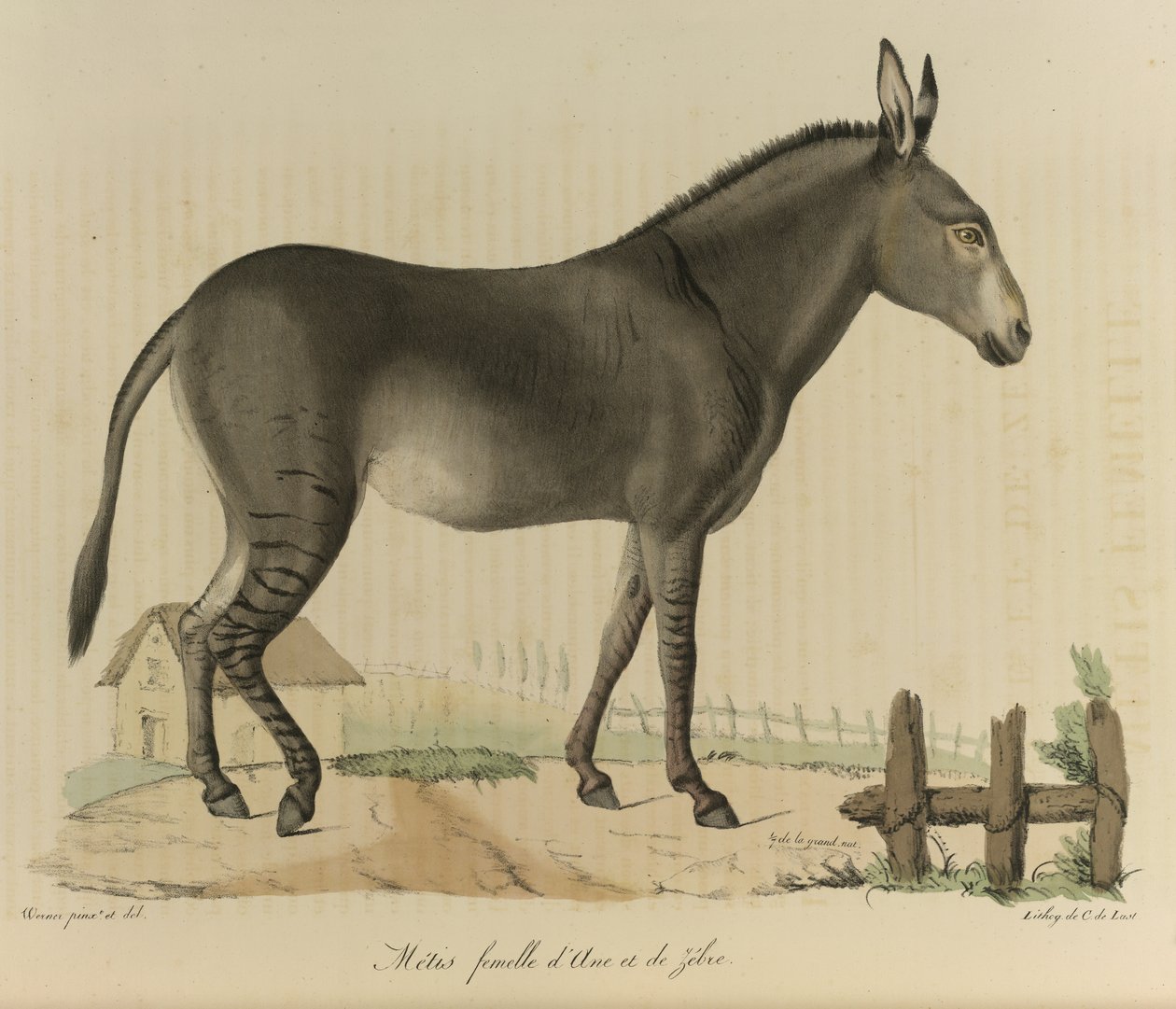 Samička Metis. Hybrid. Kříženec osla nebo osla a zebry, z „Přírodní historie savců“ (barva litho) od French School