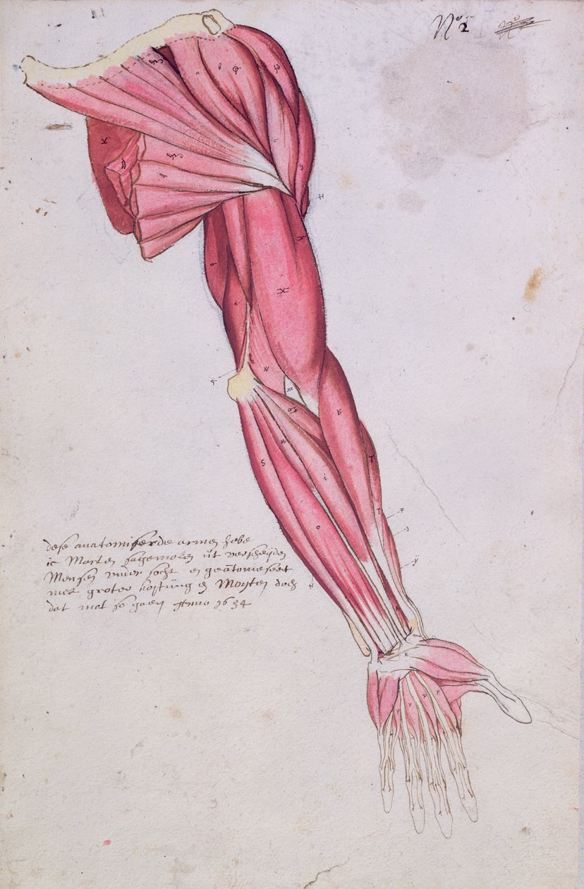 Svalstvo paže a ramene, 1634 (pero a inkoust a wc na papíře) od French School