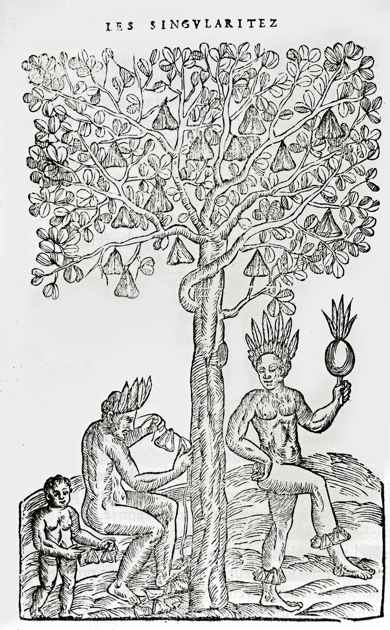 Nana fuit, léčivá rostlina, ilustrace z Singularities of France Antarctica, Andre de Thevet, 1558 od French School