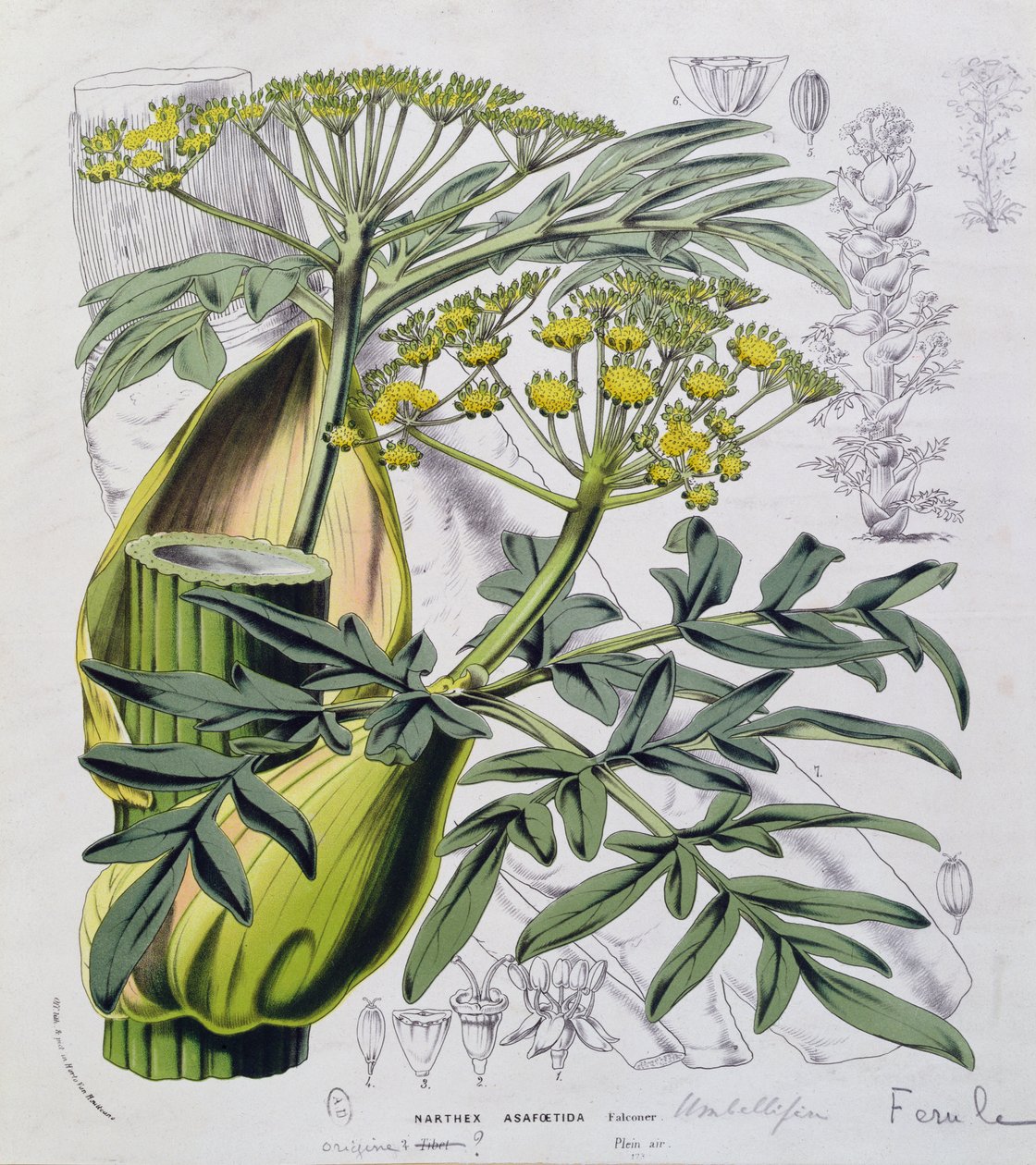 Narthex Asafoetida (barevná rytina) od French School