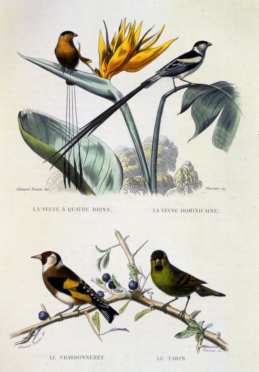Přírodovědná deska: Ptáci: La Veuve a four strands, La Veuve dominique, Le chardonneret, Le Tarin - Buffonovo dílo, svazek V, b.d. 19. století. od French School