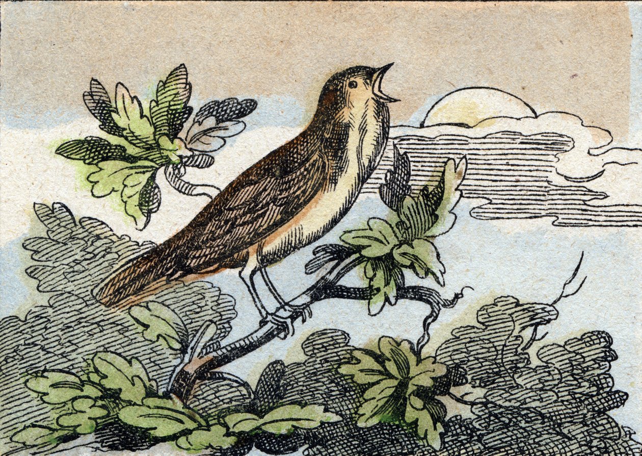Slavík. Rytina "Buffon Alphabet des Oiseaux n 1". 3. série N 1. Zobrazování Epinalu, Epinal, konec 19. století. 16 stran. Rozměr: 28 x 21 cm od French School