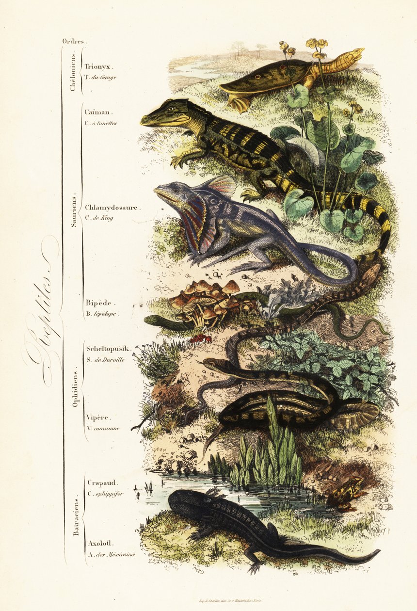 Řády plazů: zranitelná želva indická, Nilssonia gangetica, kajman brýlatý, krokodýl kajman, ještěrka řasnatá, Chlamydosaurus kingii, šupinatá noha, Pygopus lepidopudus, skleněná ještěrka, Pseudopus, apodus, v. od French School