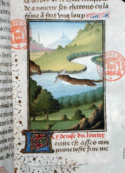 Vydra chytá ryby, z Livre de la Chasse od Gastona Phebuse de Foix (1331-91) (vellum) od French School