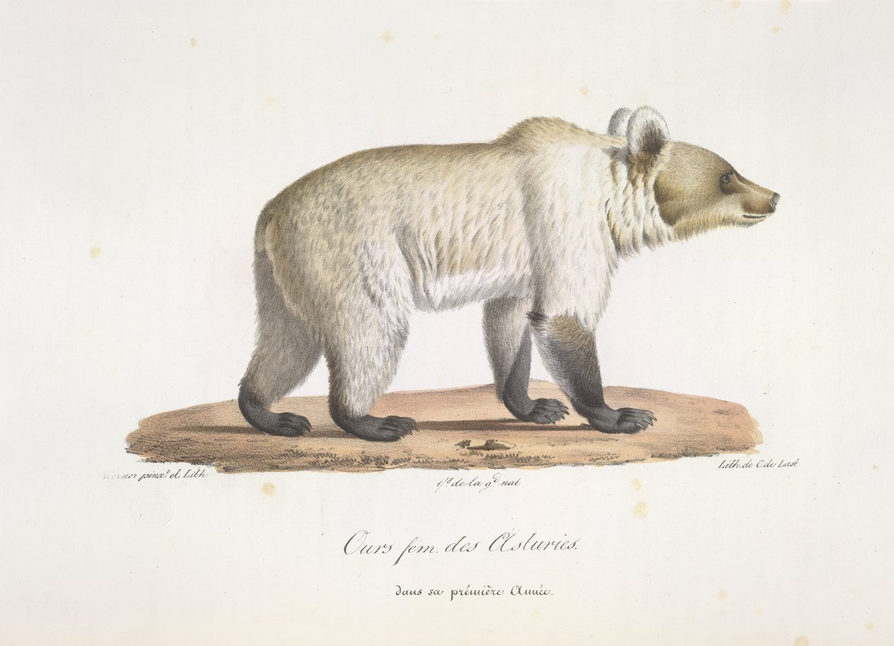 Asturská medvědice. Samice španělského medvěda hnědého, z Přírodní historie savců (barva litho) od French School