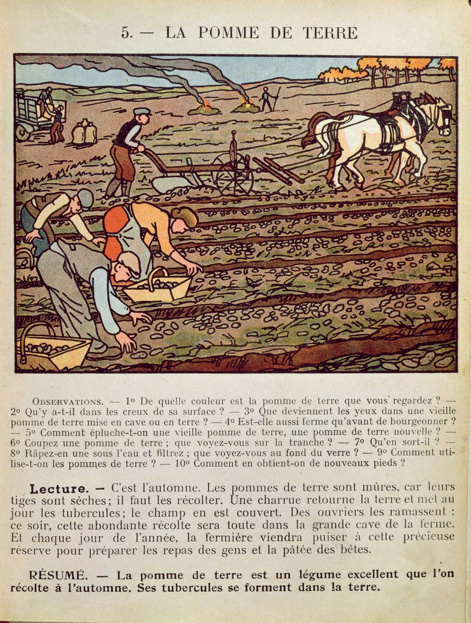 Stránka ze školní učebnice ilustrující Pěstování brambor, c.1910 od French School