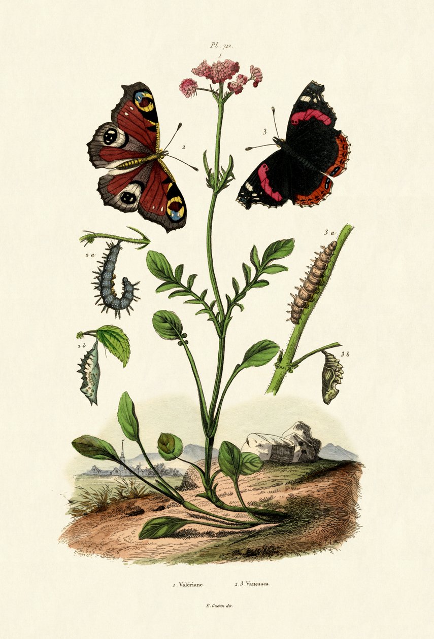 Paví motýl, 1833-39 od French School