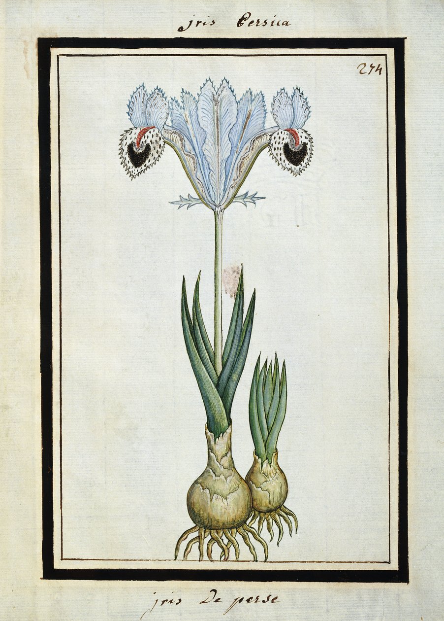 Kosatec perský, kolem roku 1700 od French School