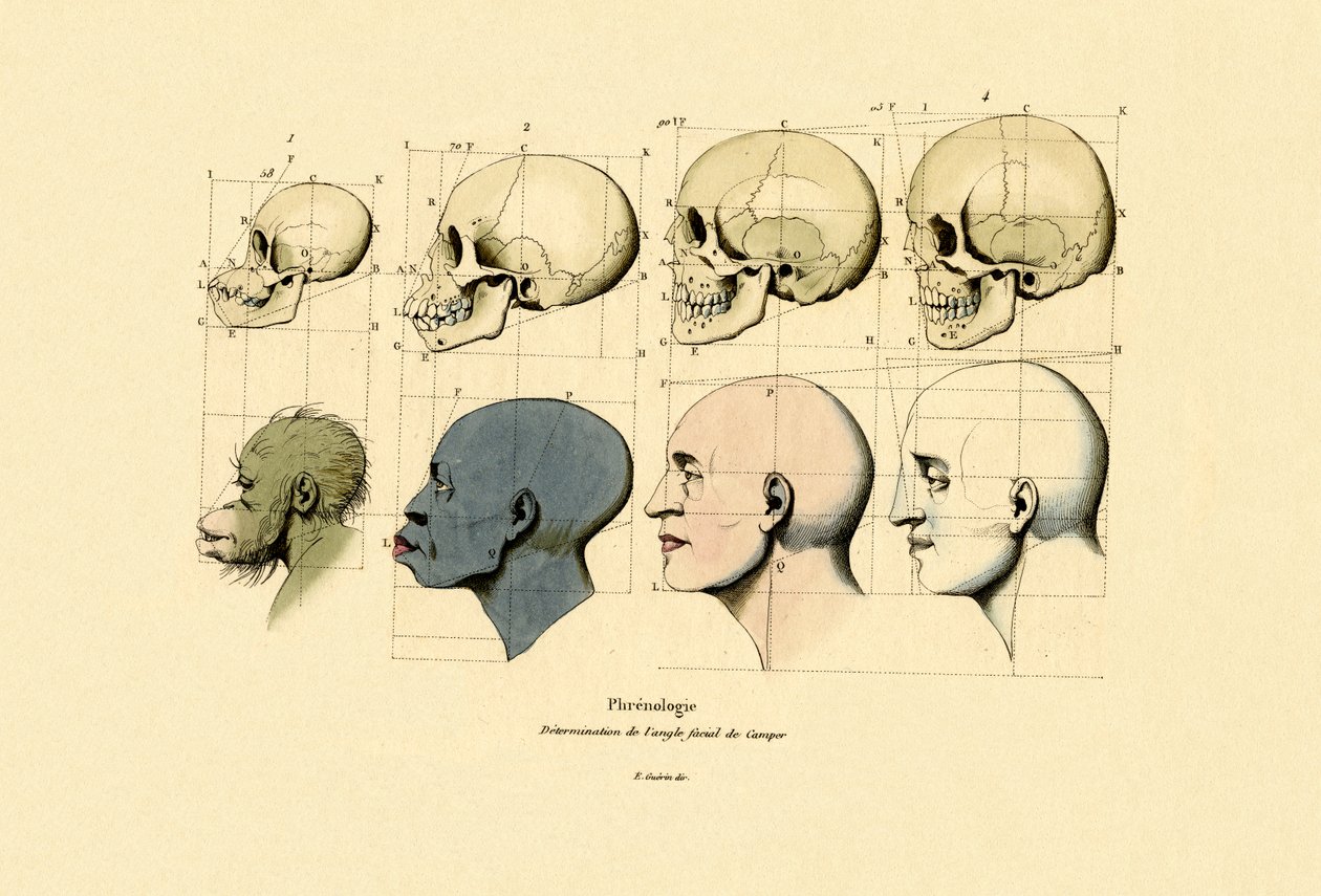 frenologie, 1833-39 od French School