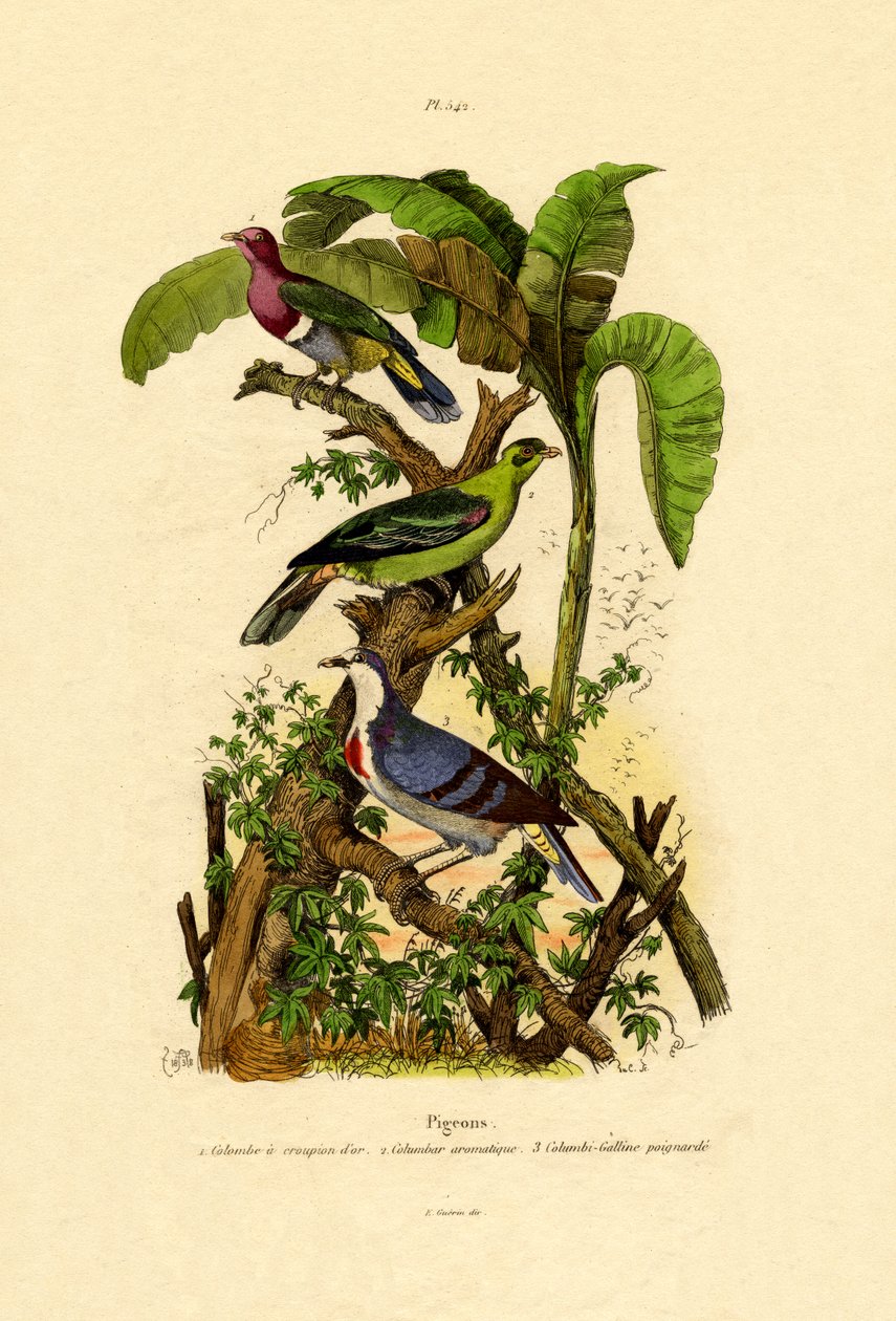 Holubi, 1833-39 od French School