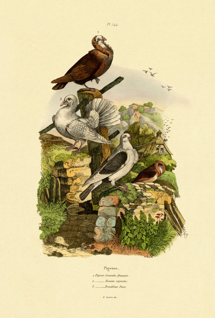 Holubi, 1833-39 od French School