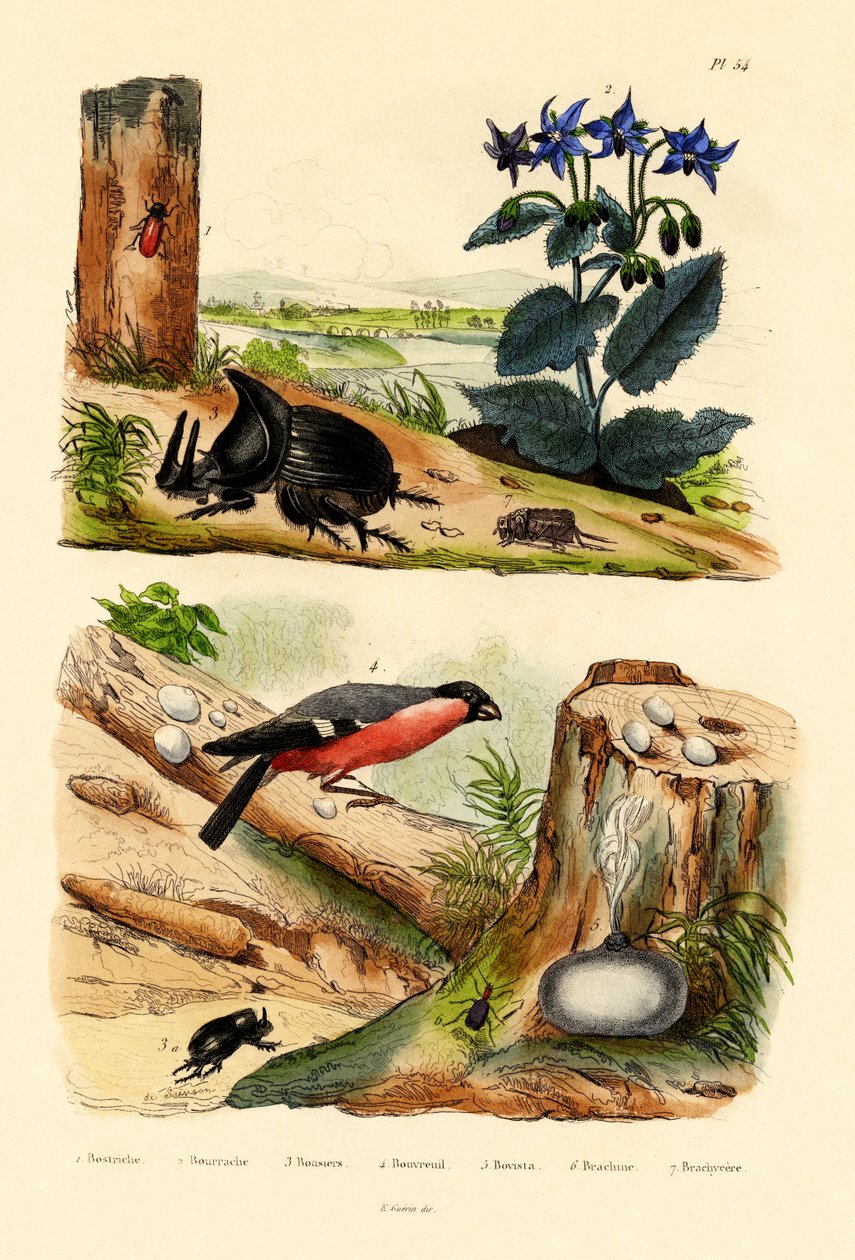 Weevil borovice, 1833-39 od French School