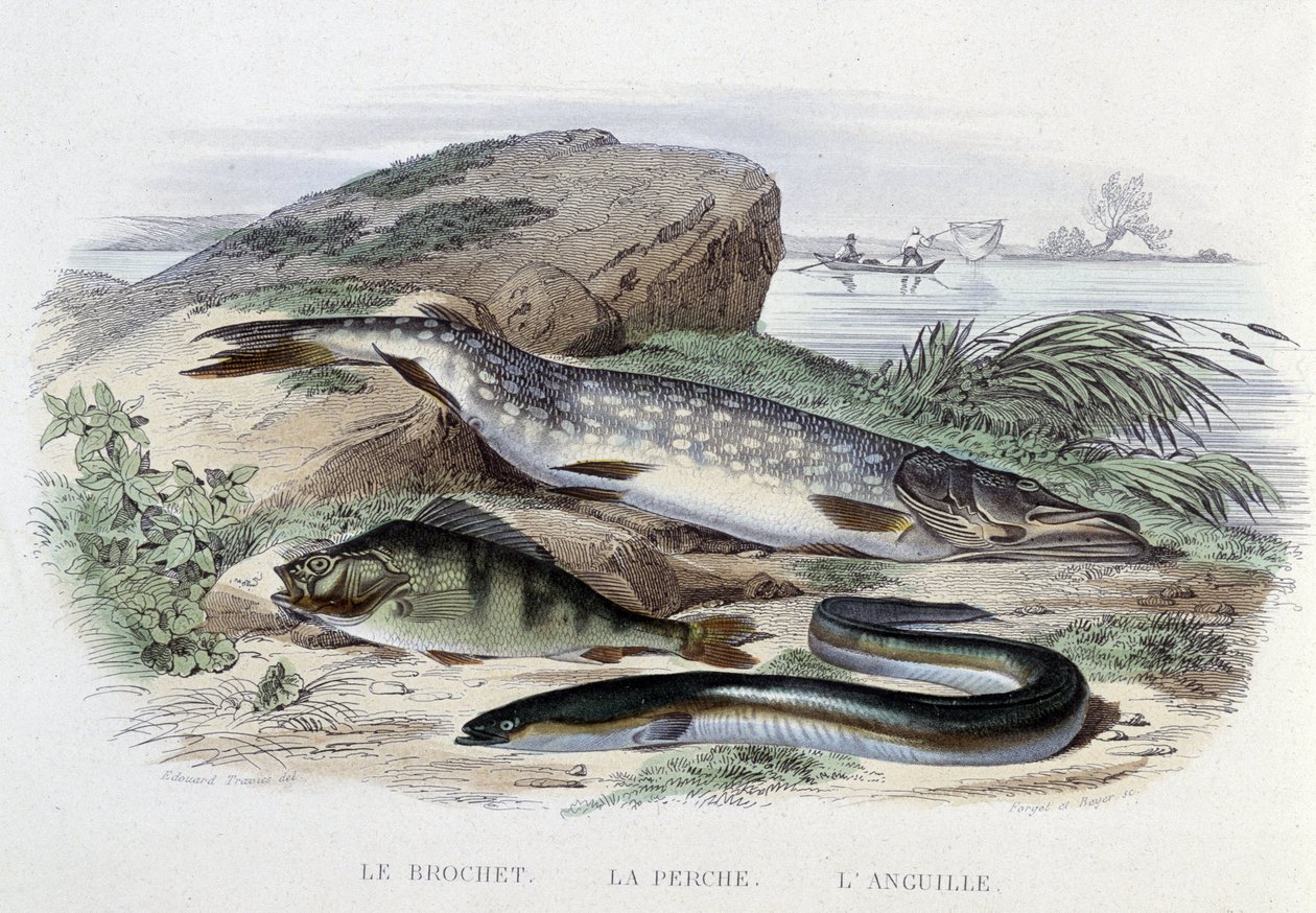 Ryby: Le brochet, la perche, l