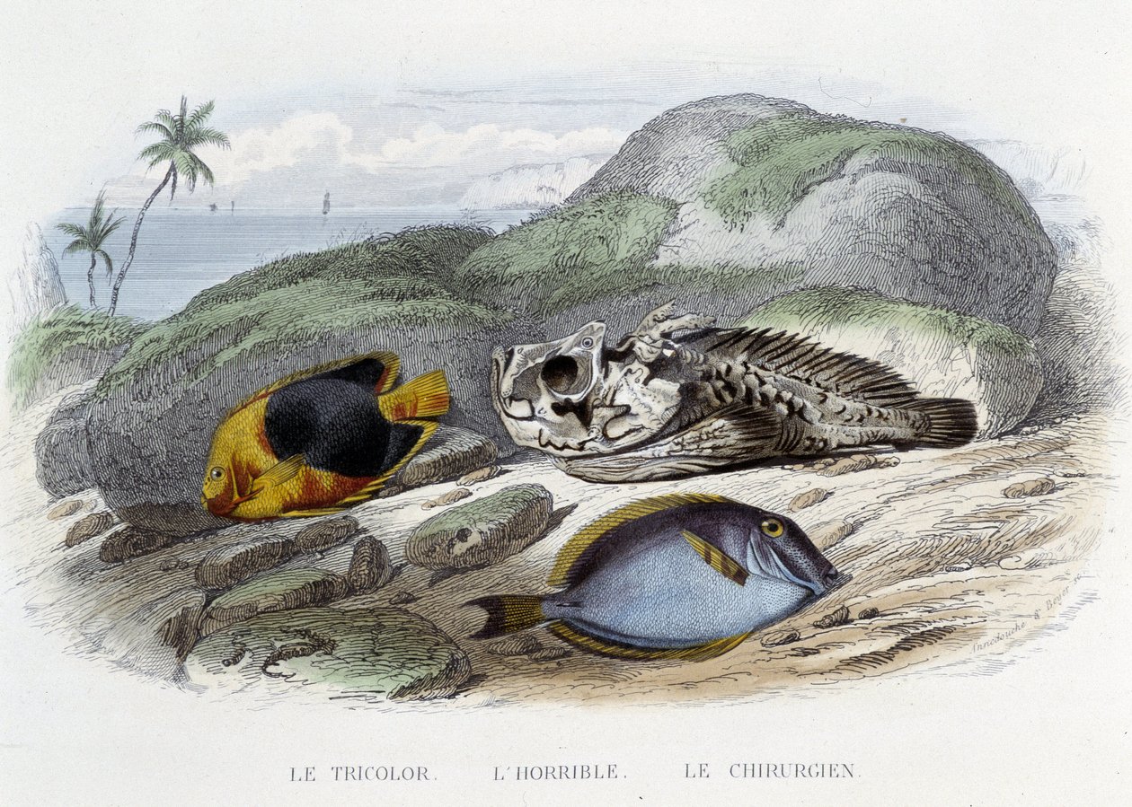 Ryby: Trikolóra, hrůza a chirurg - v „Histoire Naturelle“ od Lacépède, ed. Veurne, Paříž od French School