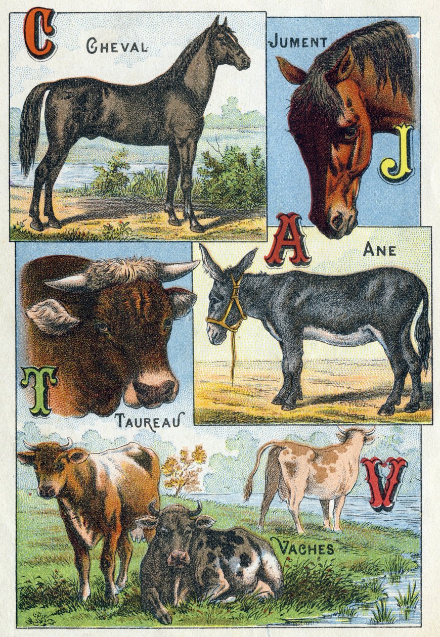 Talíř 1: Kůň, klisna, Býk, osel, krávy. Rytina ve „Slabiční abecedě domácích zvířat a dvora". Serie A. Pellerin et Cie, tiskaři-nakladatelé, Epinal, konec 19. století. Chromolitografie. Rozměr: 19,5 x 13,5 cm od French School
