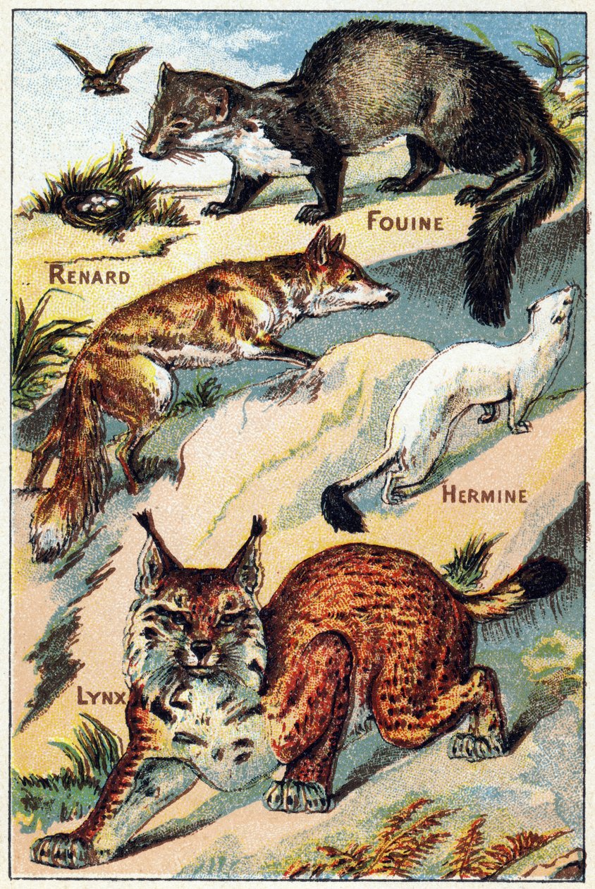 Talíř 2: Fox, Snoop, Hermine, Lynx. Rytina ve "Slabikáru všechny druhy řepy"". Serie A. Pellerin et Cie, tiskaři-nakladatelé, Epinal, konec 19. století. Chromolitografy. Malé 8stránkové reklamní album obsahující slabikář a obrázky příp od French School