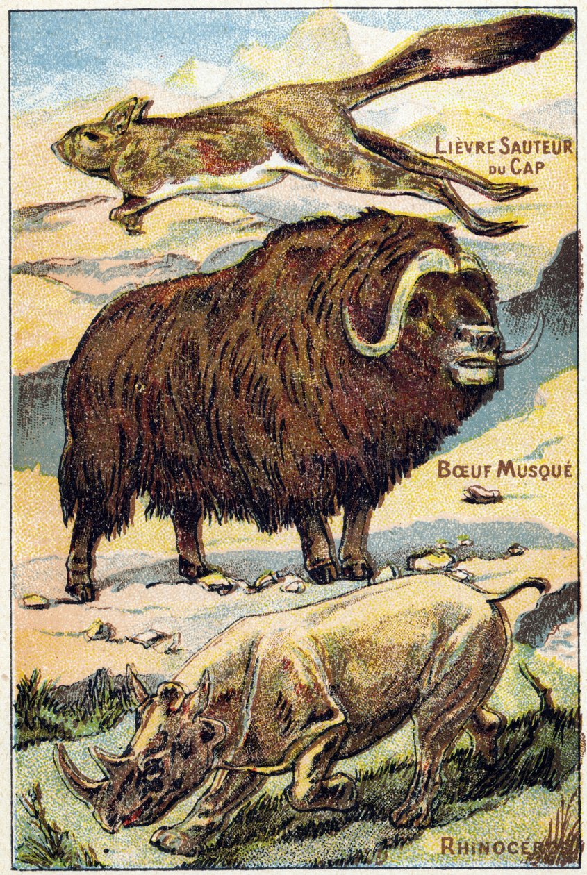 Talíř 4: Cape Hare jumping, Musk Beef, Rhinoceros. Rytina ve "Slabikáru všechny druhy řepy"". Serie A. Pellerin et Cie, tiskaři-nakladatelé, Epinal, konec 19. století. Chromolitografy. Malé 8stránkové reklamní album obsahující slabikář a od French School