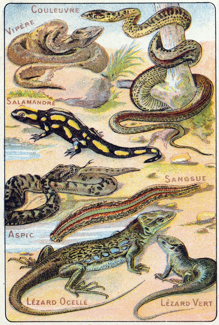 Talíř 4: Had, Viper, Salamandr, Aspic, Leech, Lezard ocelle, Green Lezard. Rytina ve "Slabikářské abecedě ptáků a plazů"". Serie A. Pellerin et Cie, tiskaři-nakladatelé, Epinal, konec 19. století. Chromolitografy. Malá 8stránková inzerce spol od French School