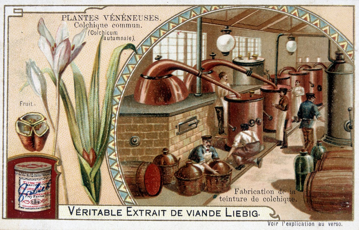 Jedovaté rostliny: kolchiální a výroba kolchiální tinktury - chromo. Liébig, konec 19. století od French School