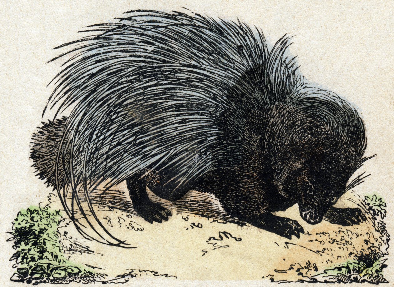 Porc-epos (Pig epos). Gravírování v „“Abeceda zvířat sauvages““. 9. série. Obrázky Epinal, Pellerin, tiskárna-nakladatel, kolem roku 1870. Rytiny na dřevě, šablona. 16 stran. Rozměr: 20 x 15 cm. Soukromá sbírka od French School