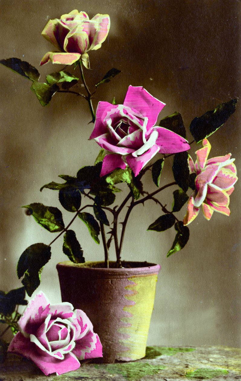 Potted Rose Bush c.1898 (ručně tónovaná fotografie) od French School