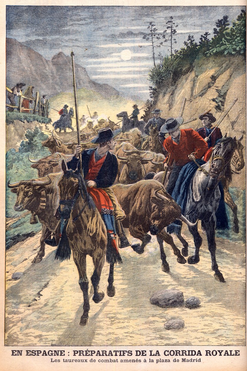 Přípravy na býčí zápasy na oslavu svatby španělského krále Alfonse XIII. Býci jsou odváženi do Madridu. Ve Španělsku přípravy na královské býčí zápasy. Bojující býci přivedli na Plaza de Madrid. Ilustrace pro Le petit Journal od French School