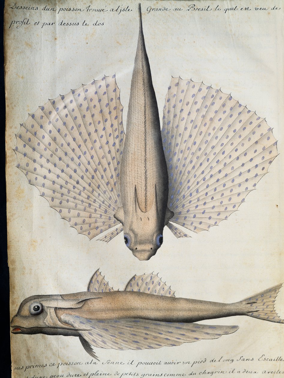 Profil a zadní strana okřídlené ryby, Big Island, Brazílie, akvarel z lodního deníku od Jacquese Gouina de Beauchesne (1652-1730), kapitána Compagnie royale de la Mer du Sud, od roku 1698 do roku 1701, Francie od French School