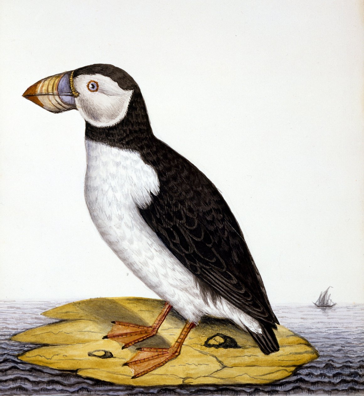 Puffin, marmon fratercula, cca 1840 (wc na papíře) od French School