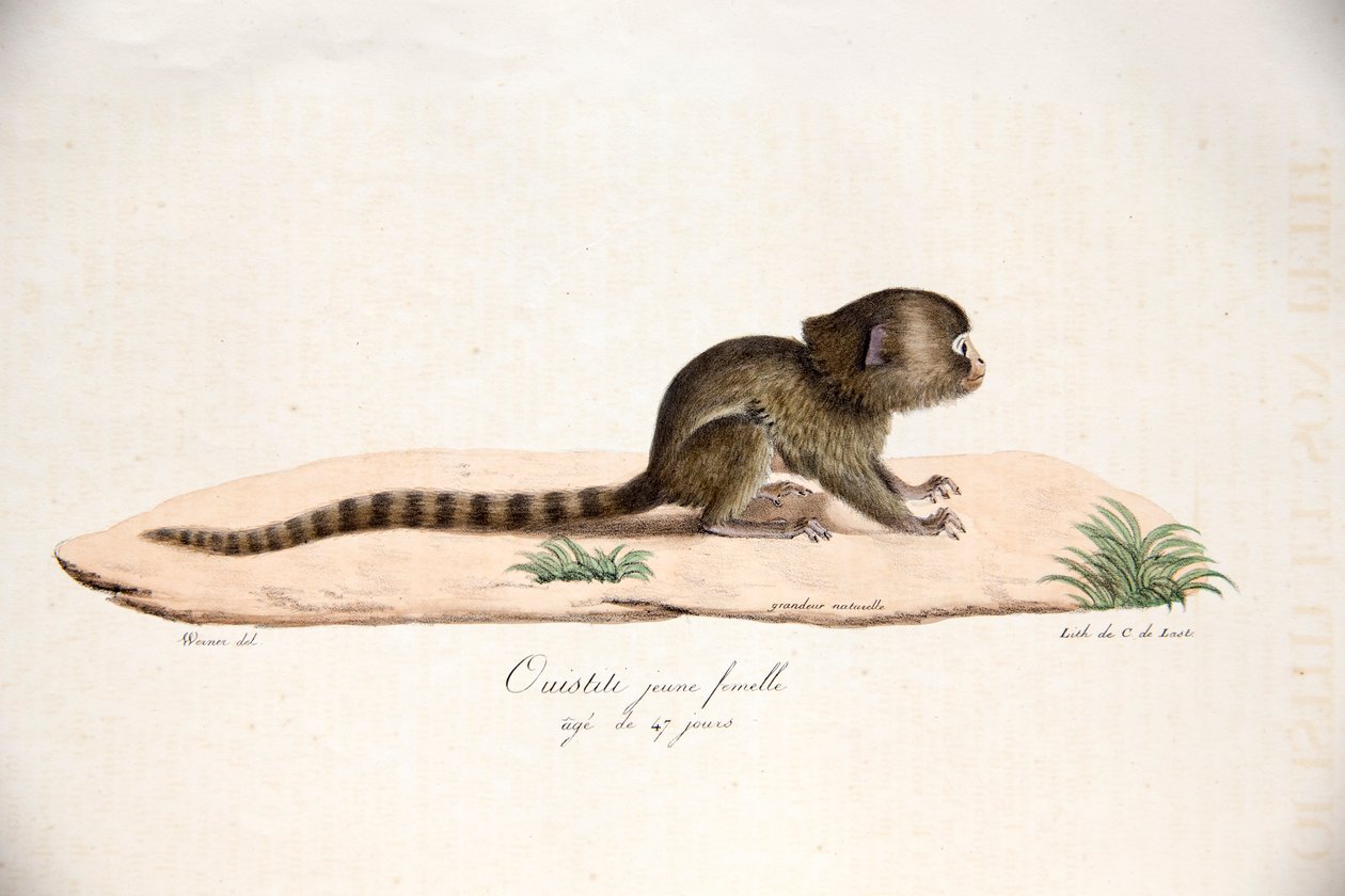 Kosman zakrslý, z Histoire Naturelle des Mammifères, avec des figure originales, od Étienna Geoffroy Saint-Hilaire & Frédérica Cuviera, 1824-42 od French School